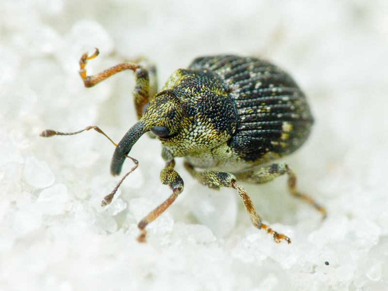 Nedyus quadrimaculatus (Linnaeus, 1758)